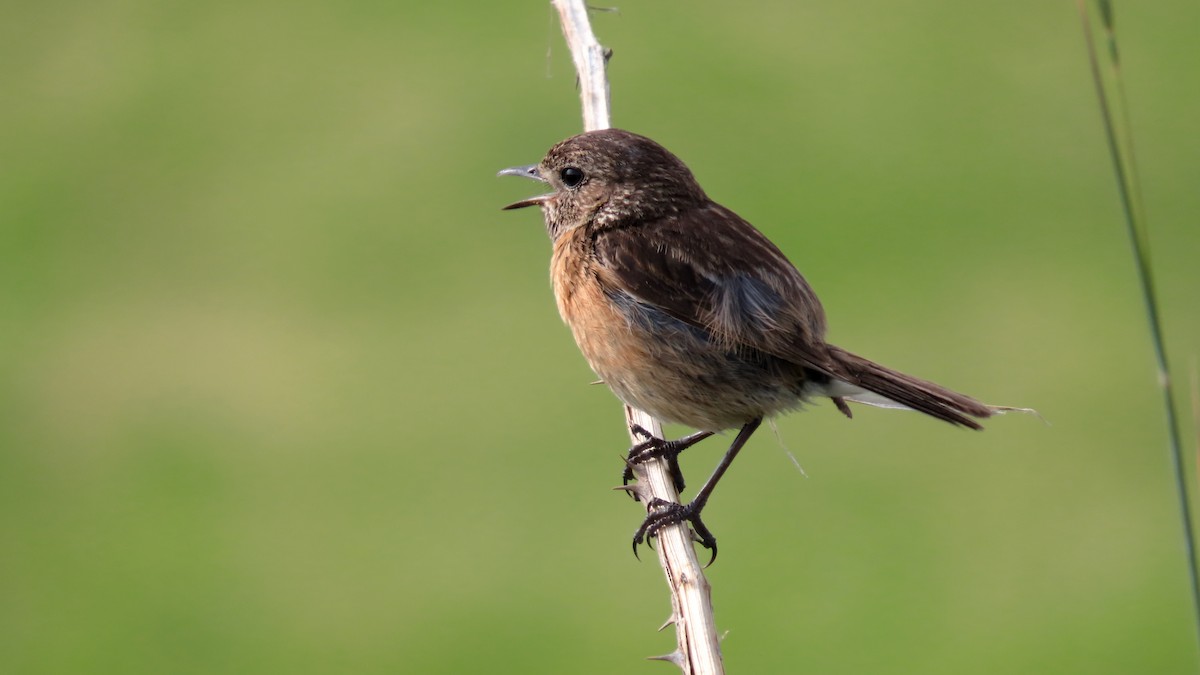 European Stonechat - esther camacho moro