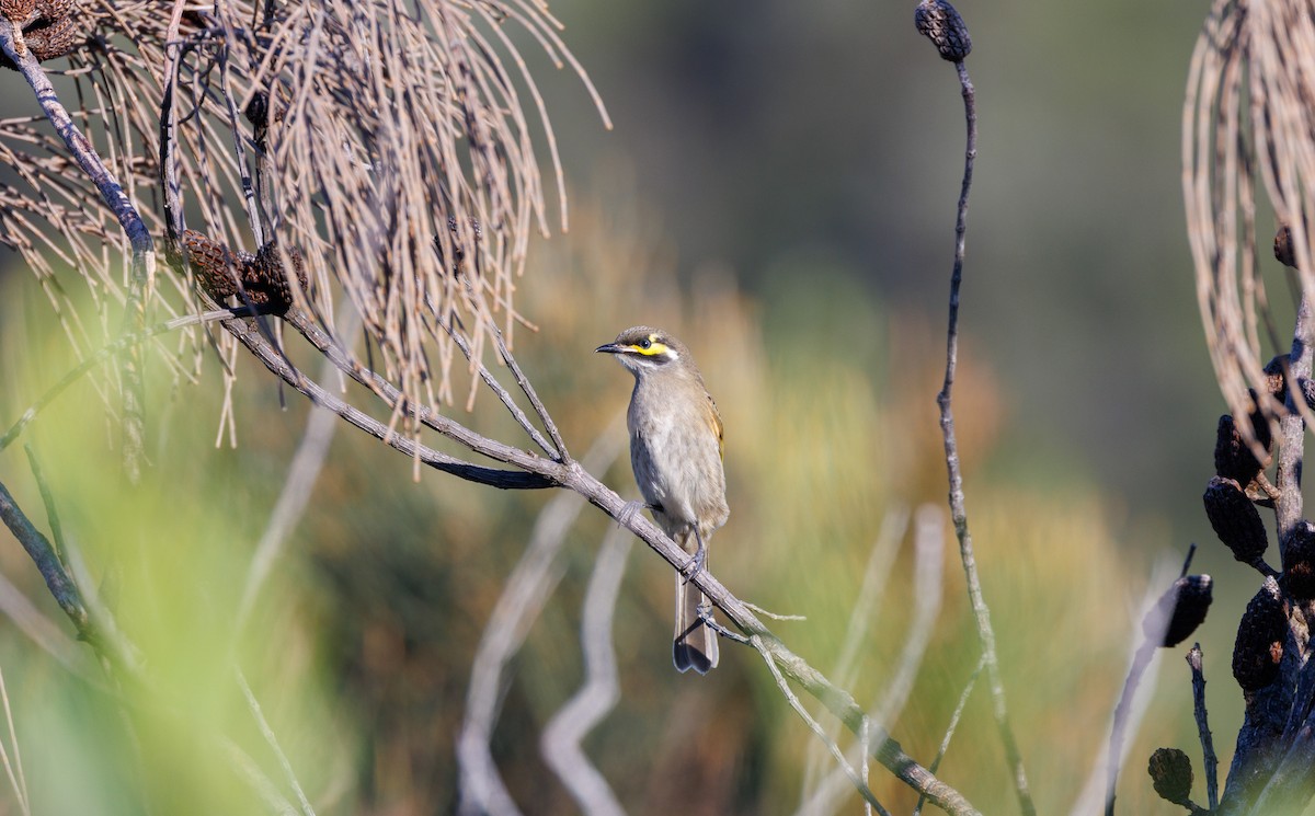 Yellow-faced Honeyeater - ML589029121