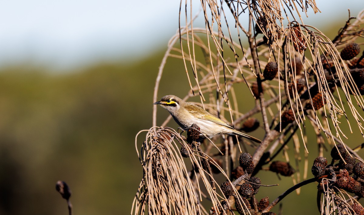 Yellow-faced Honeyeater - Paul Rankin