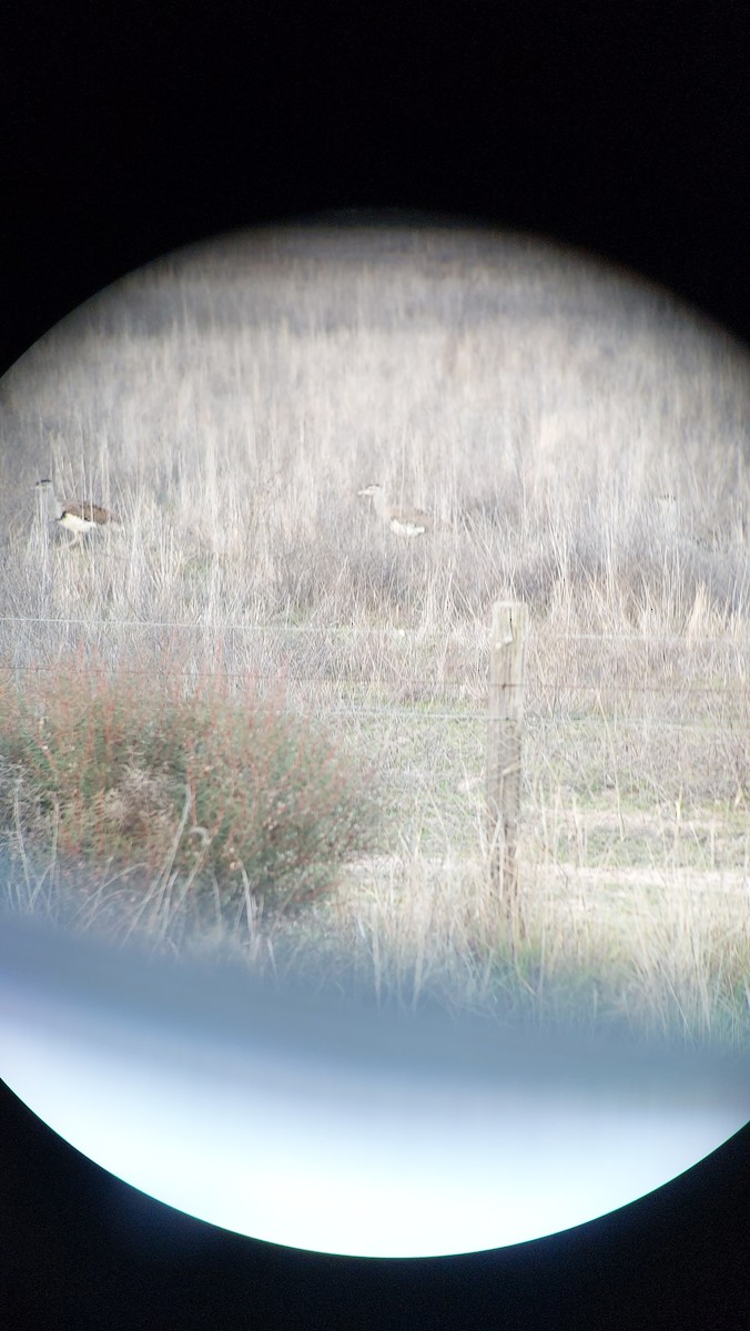 Australian Bustard - ML589029651