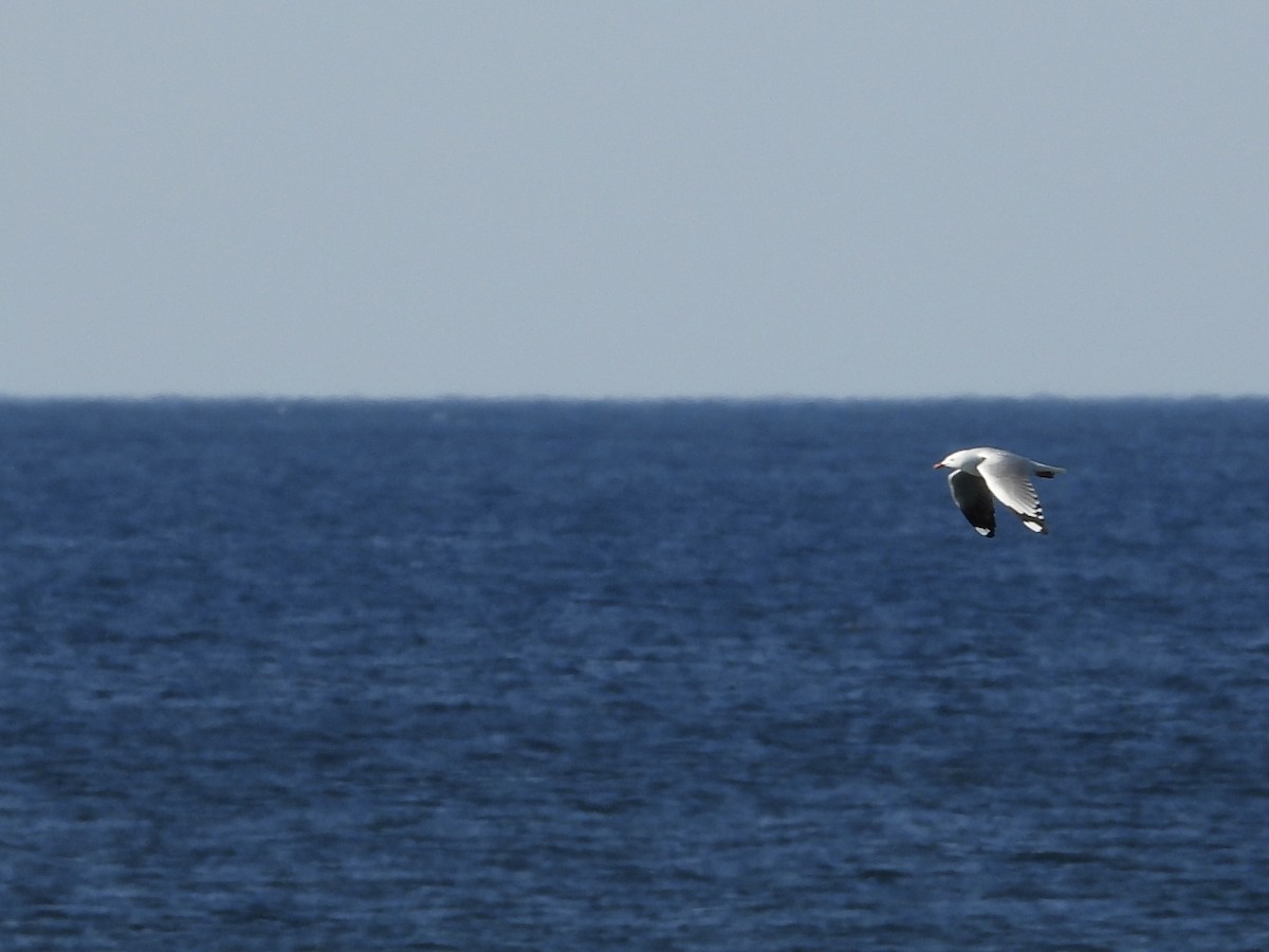 Mouette argentée - ML589029691