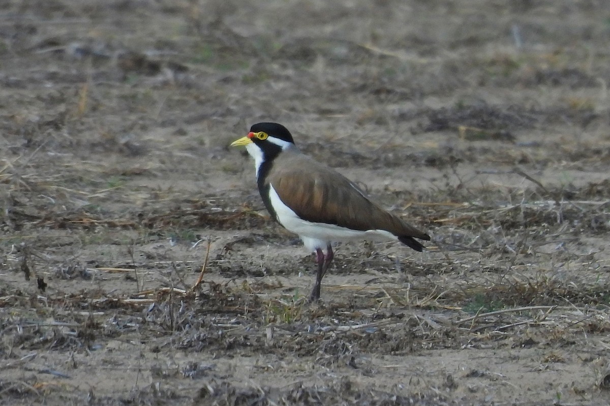 Banded Lapwing - ML589029921