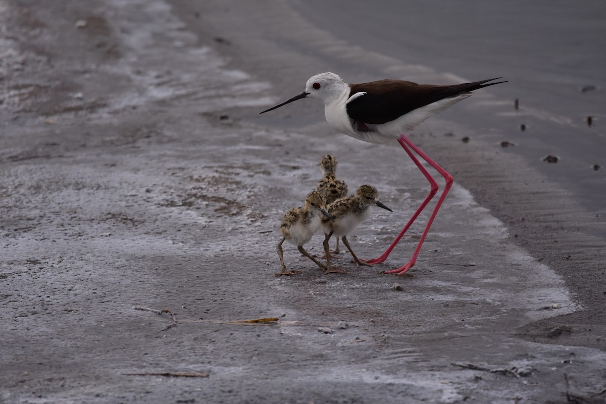 Black-winged Stilt - ML589030131