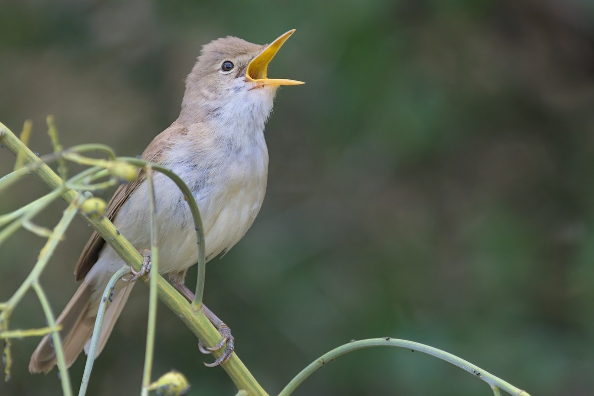 Western Olivaceous Warbler - ML589032541