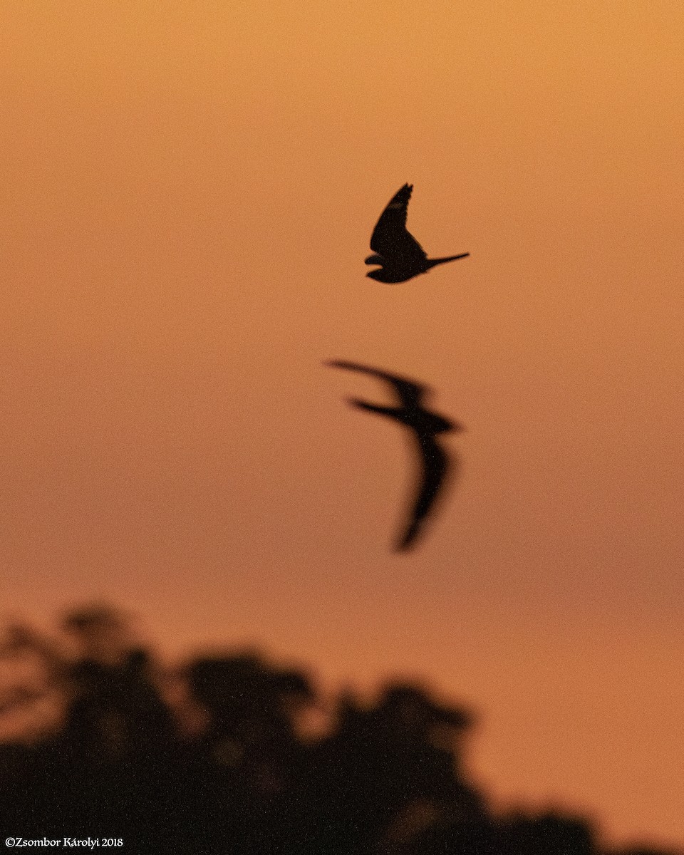 Lesser Nighthawk - Zsombor Károlyi