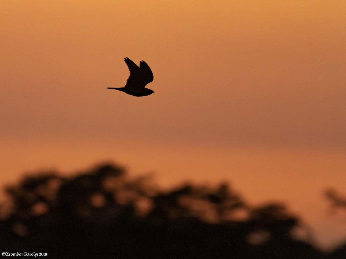 Lesser Nighthawk - Zsombor Károlyi