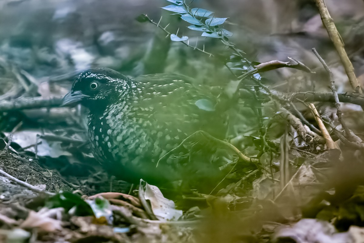 Black-breasted Buttonquail - ML589033331