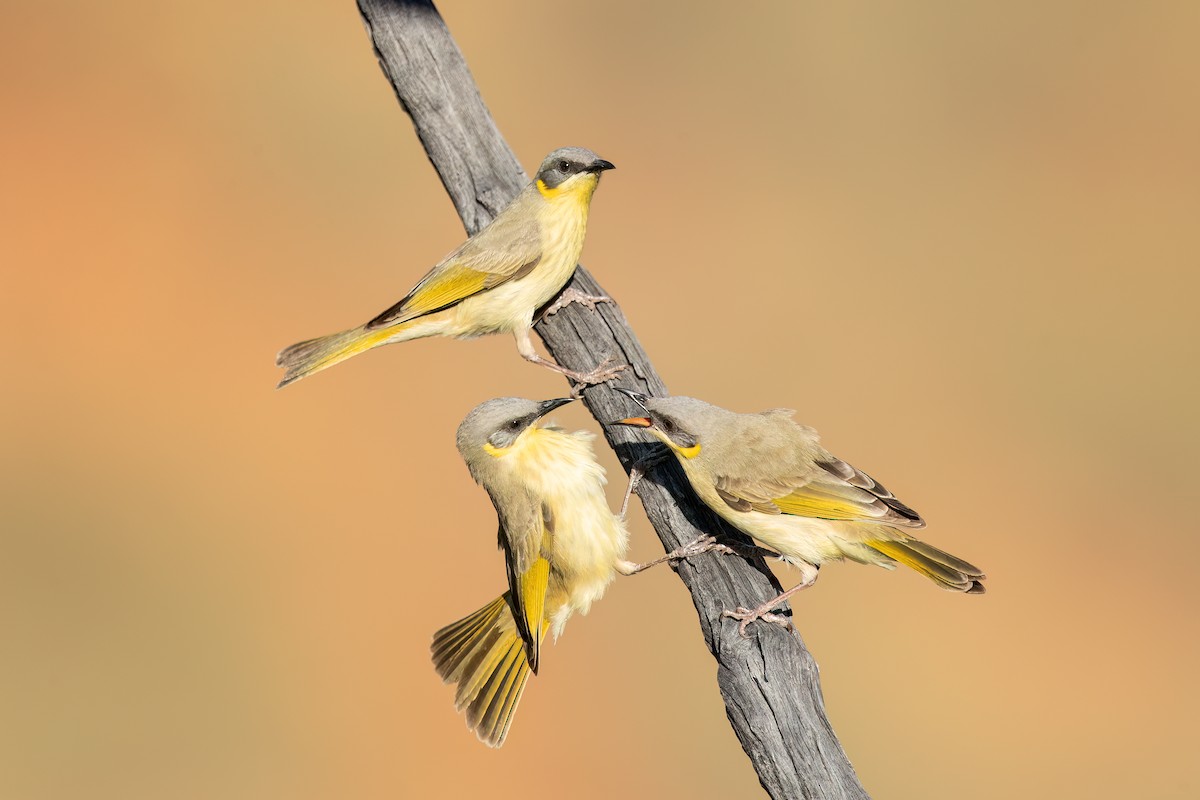 Gray-headed Honeyeater - David Irving