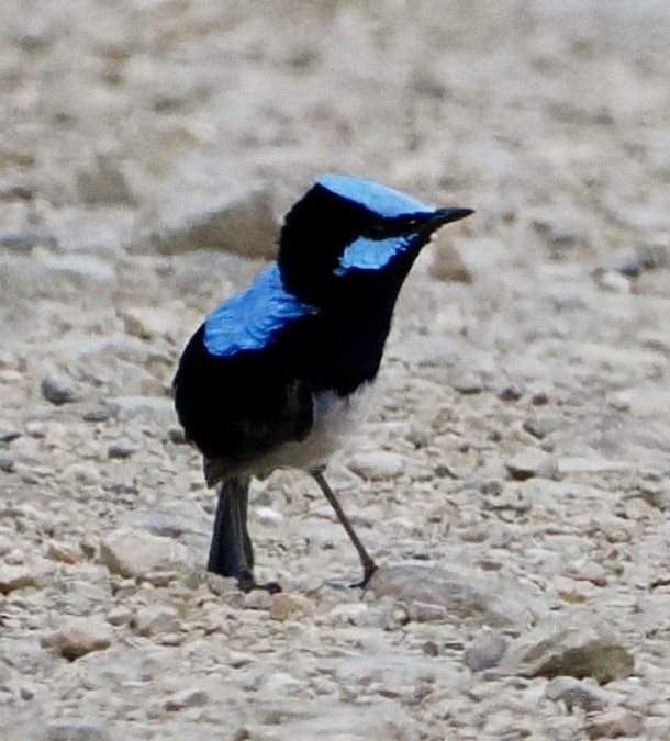 Superb Fairywren - Cheryl Cooper
