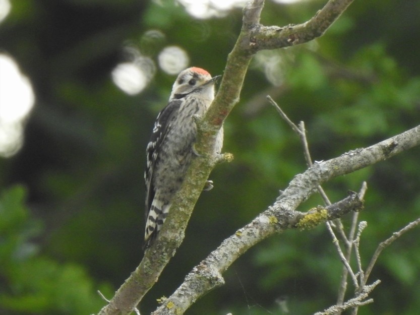 Lesser Spotted Woodpecker - ML589035021