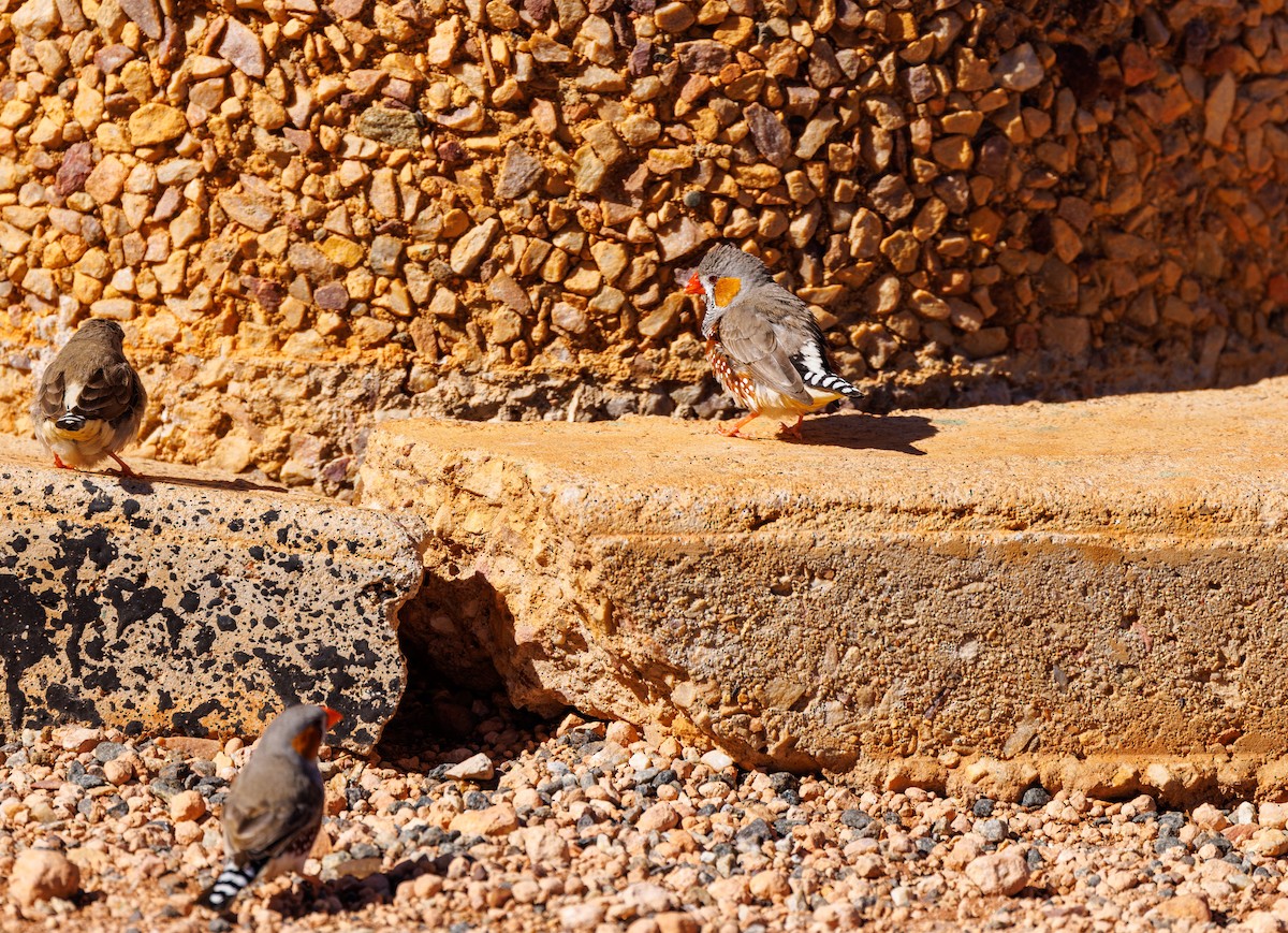 Zebra Finch - ML589035381