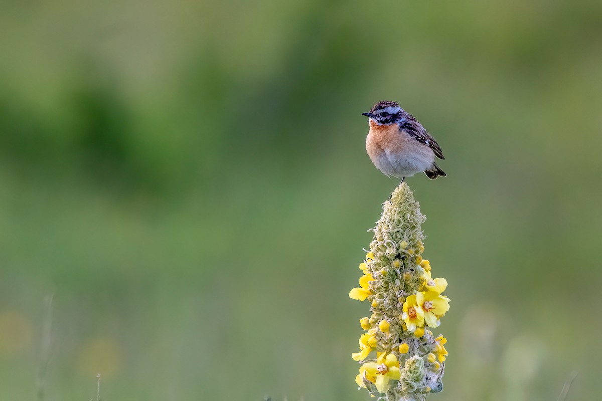 Whinchat - ML589035821