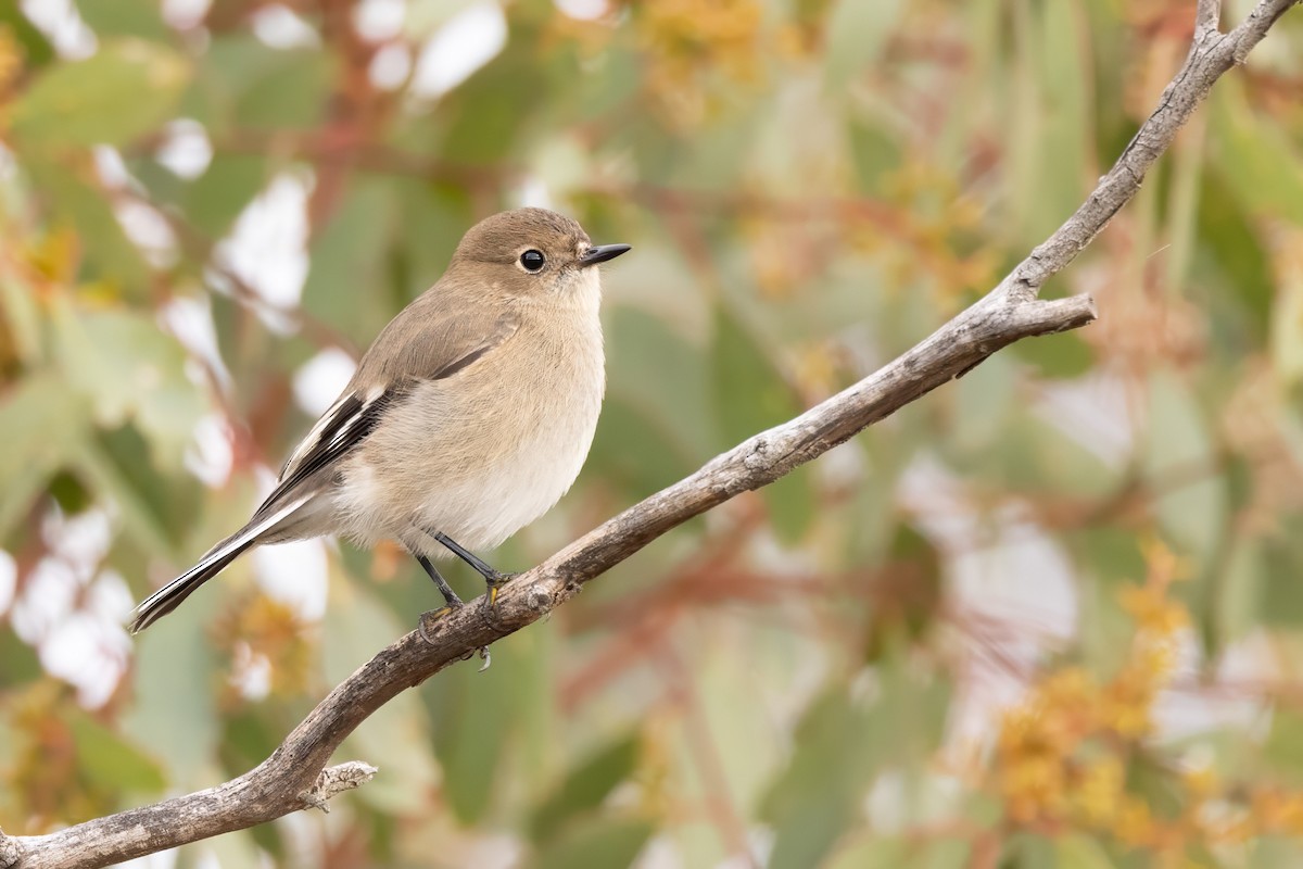 Flame Robin - ML589037511