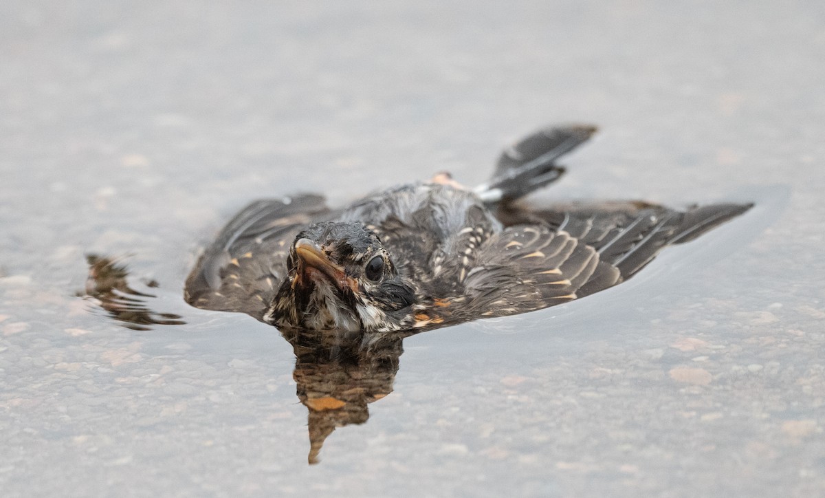 American Robin - Annie Lavoie