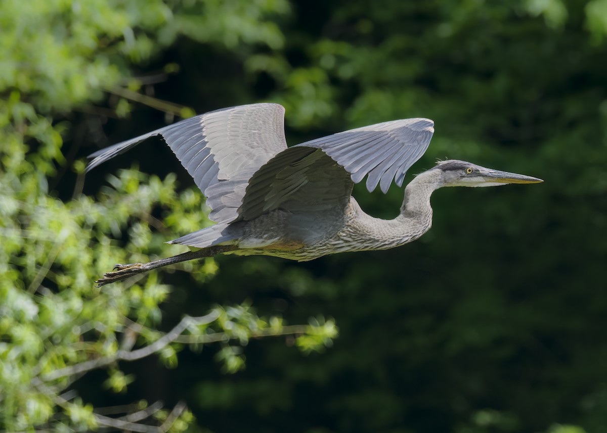 Great Blue Heron - ML589038891