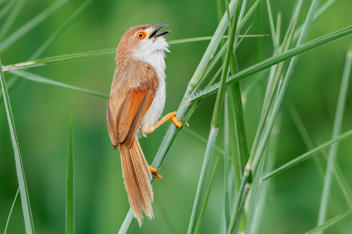 Yellow-eyed Babbler - ML589039921