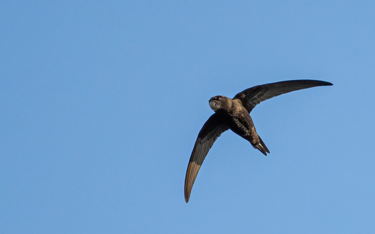 Common Swift - ML589039971