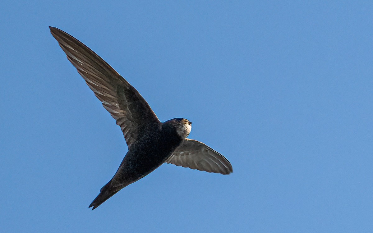 Common Swift - ML589039981