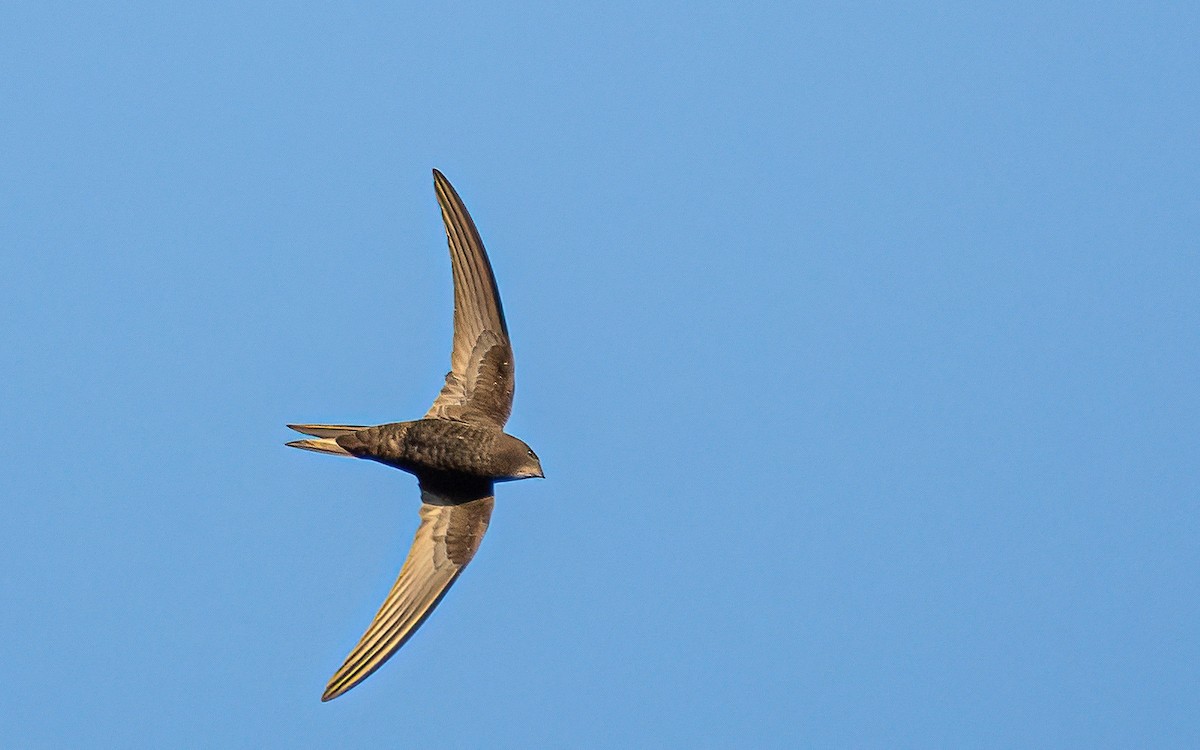 Common Swift - ML589040071