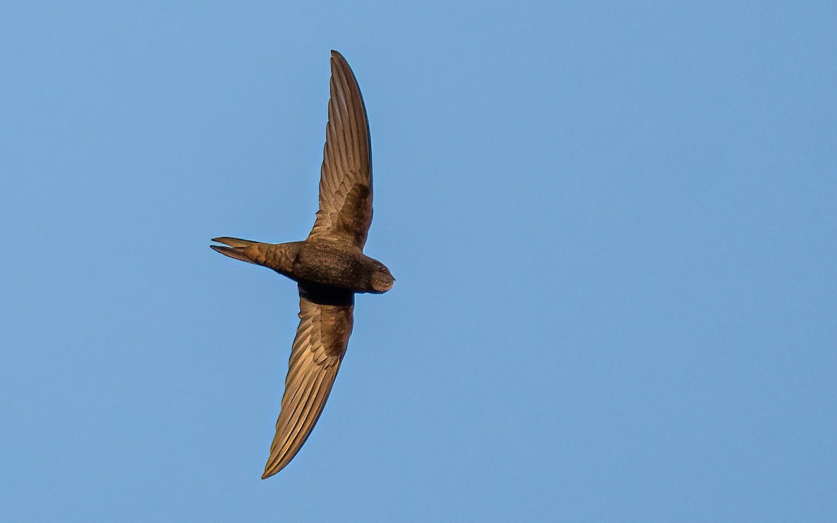 Common Swift - ML589040081