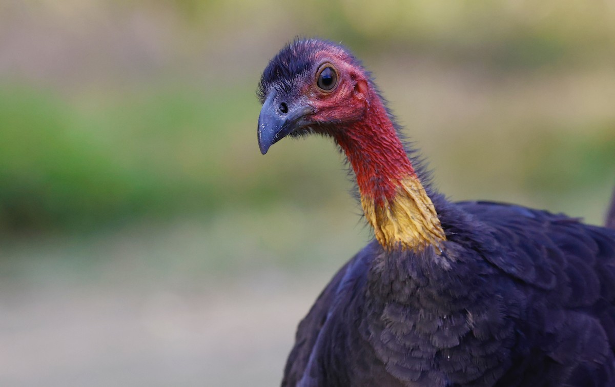 Australian Brushturkey - ML589043361