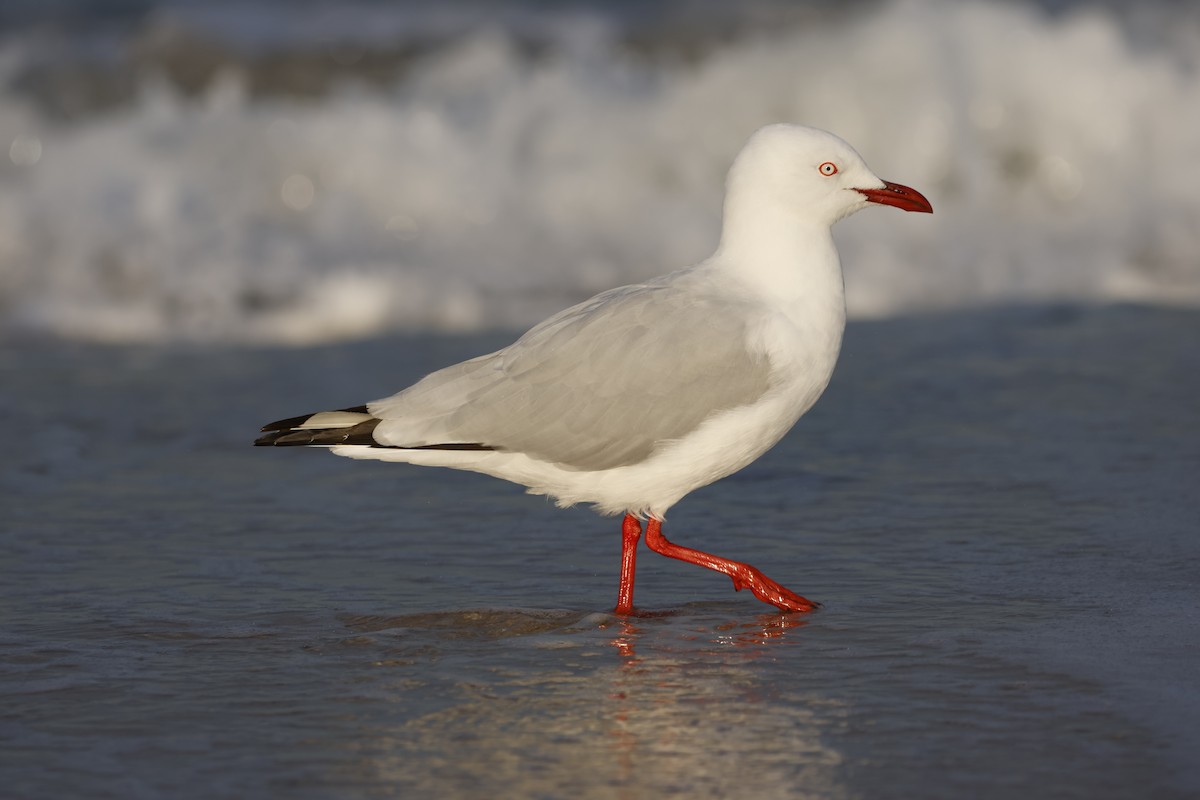 Silver Gull - ML589043591