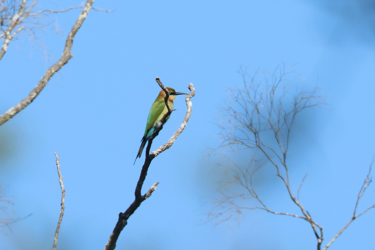 Rainbow Bee-eater - ML589043801