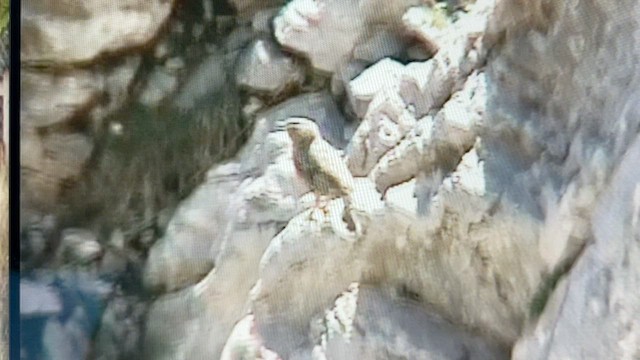 Alpine Accentor - ML589044661