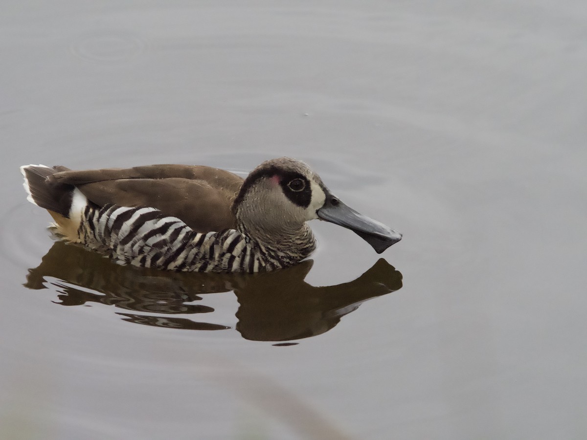 Pink-eared Duck - Yvonne van Netten