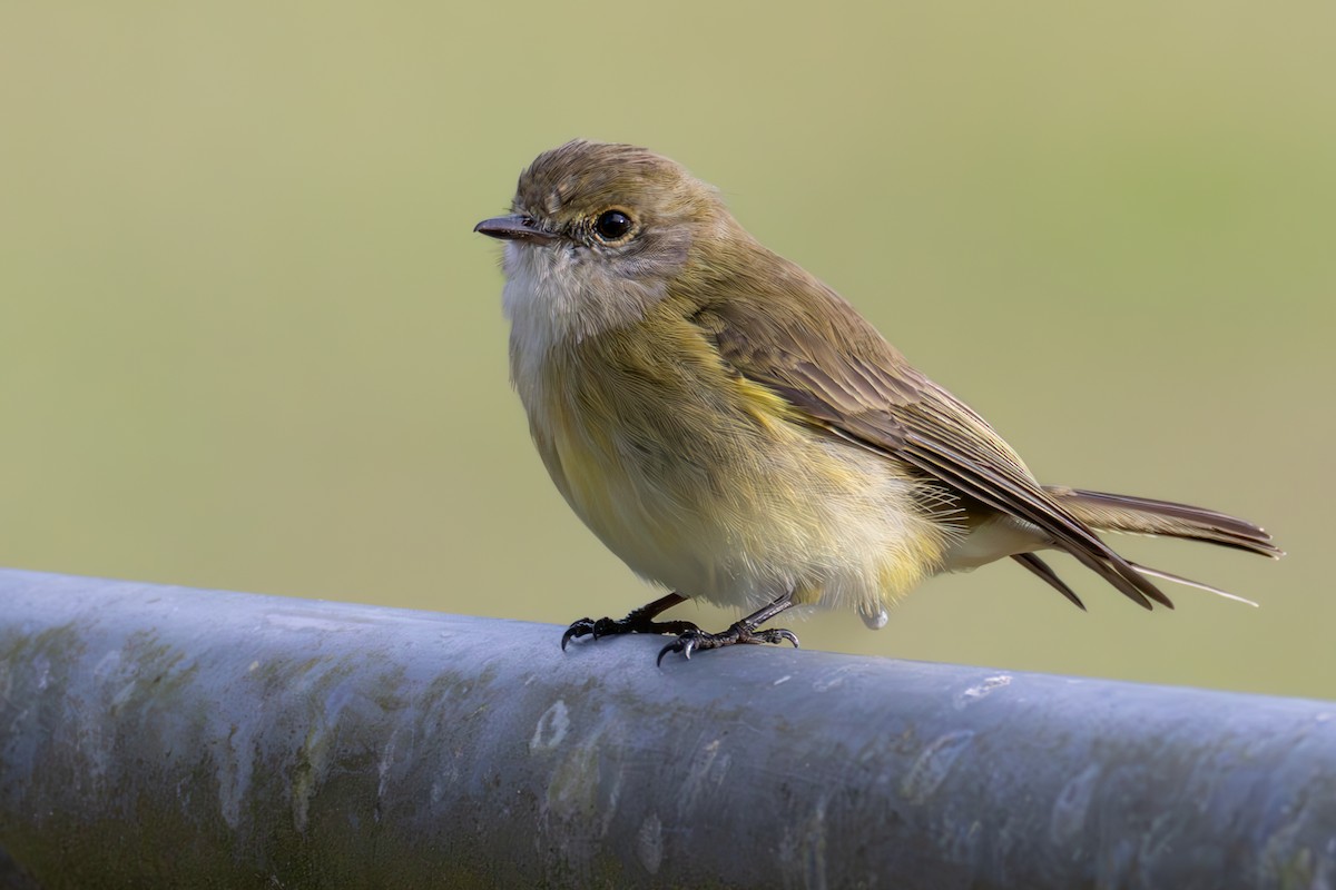 Lemon-bellied Flyrobin - Felix Watson