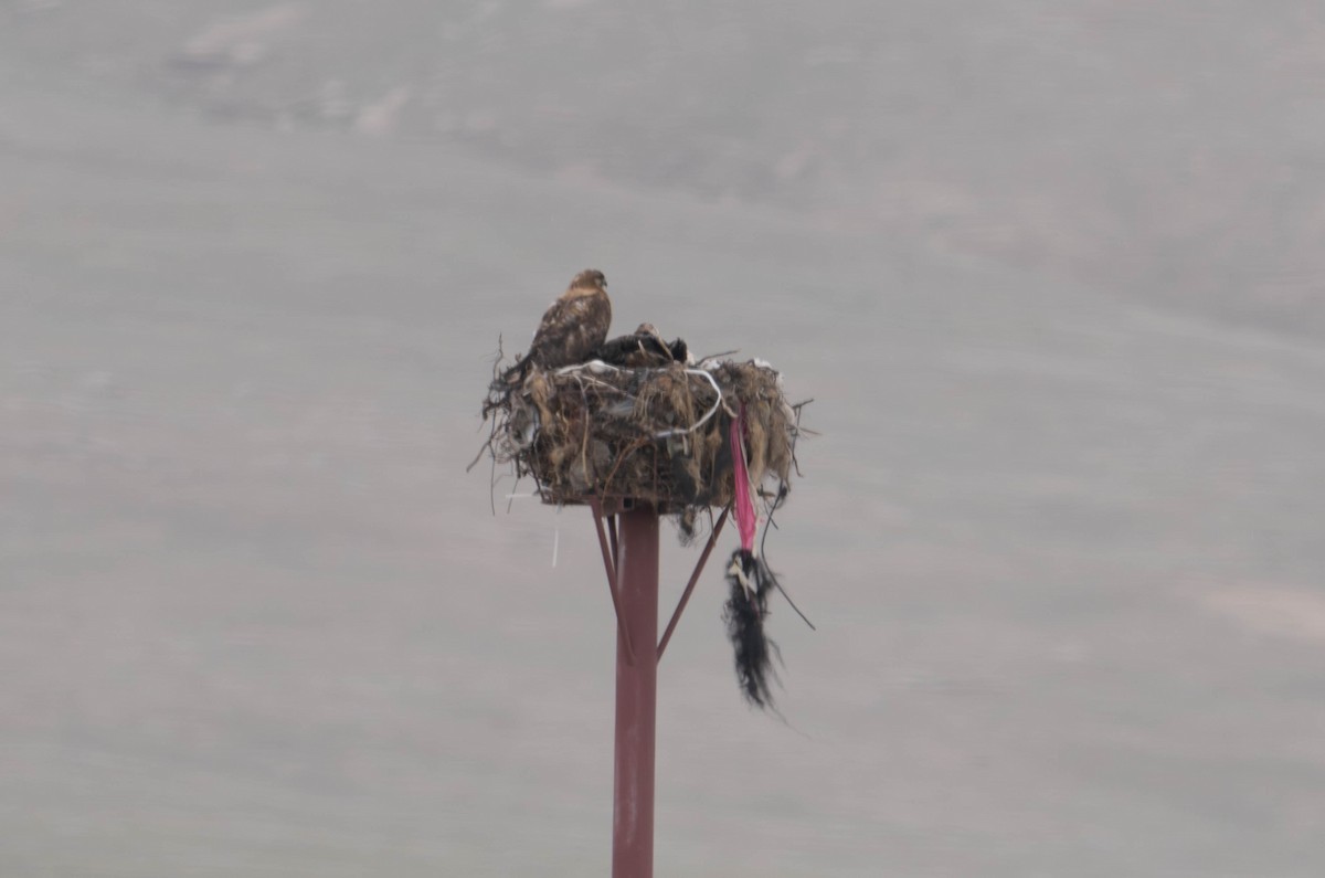 Upland Buzzard - ML589045651