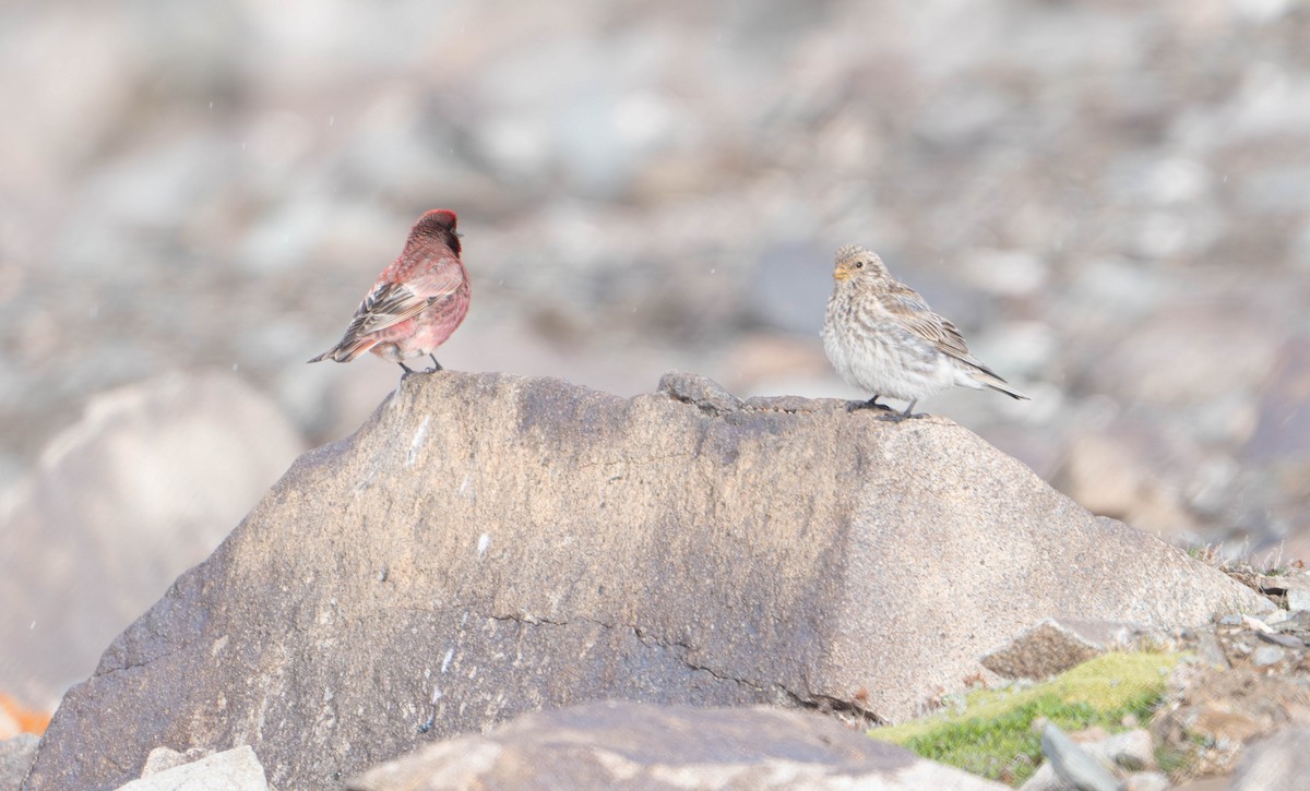 Tibetan Rosefinch - Roxie Fu