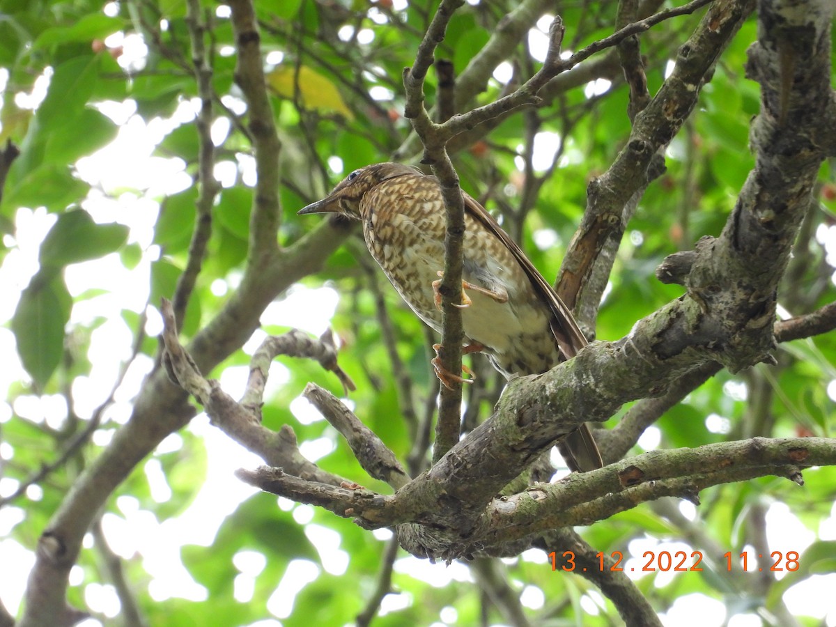 Siberian Thrush - ML589047071