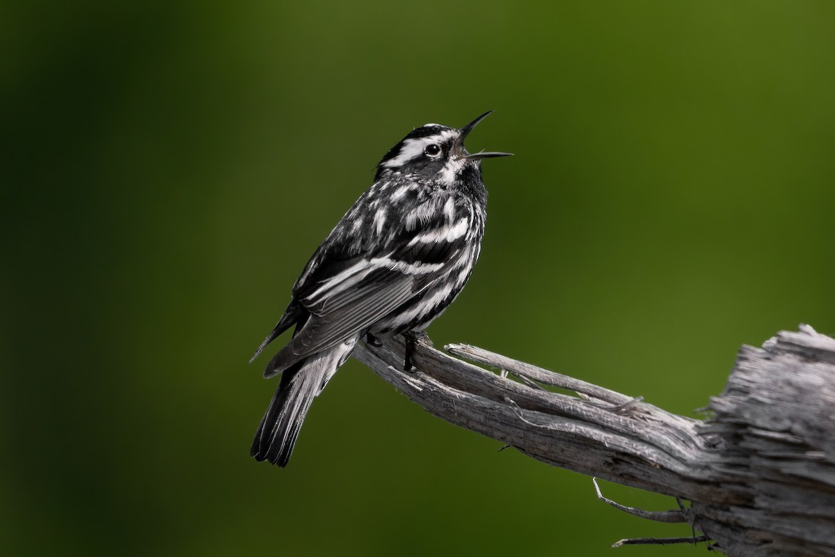 Black-and-white Warbler - Alicia Ambers