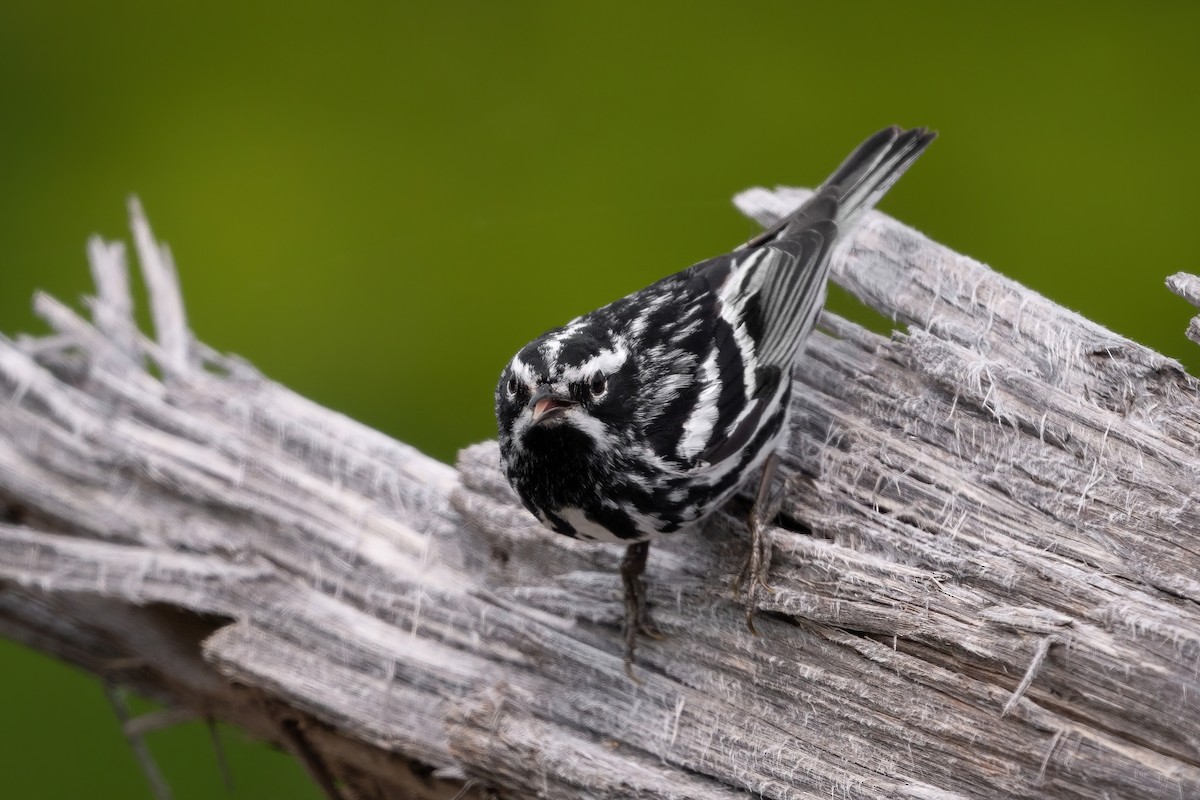 Black-and-white Warbler - ML589048291