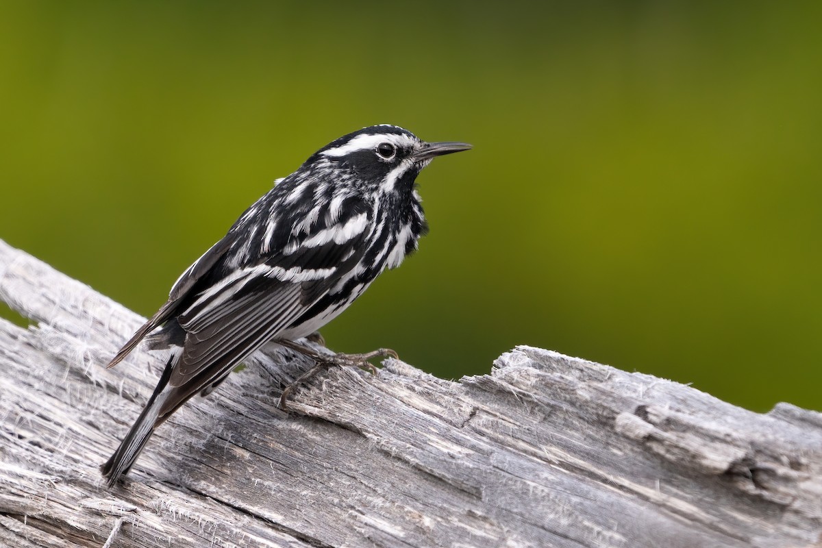 Black-and-white Warbler - ML589048361