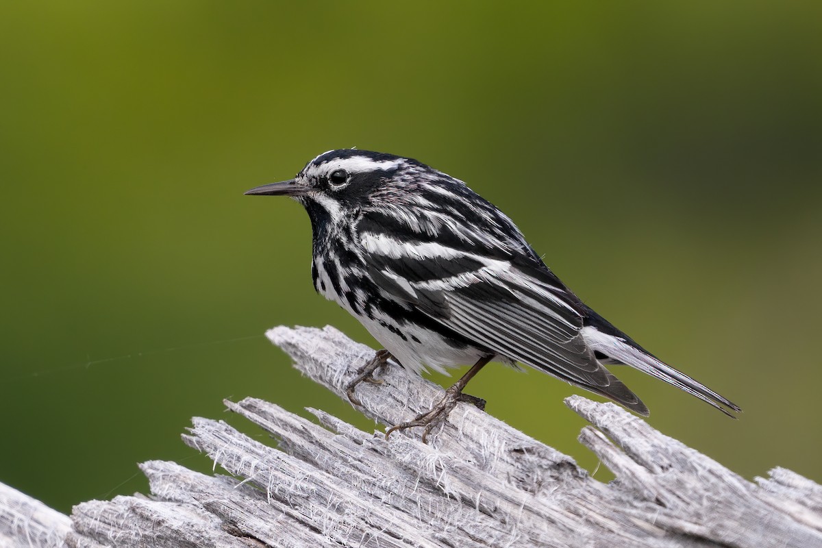 Black-and-white Warbler - ML589048371