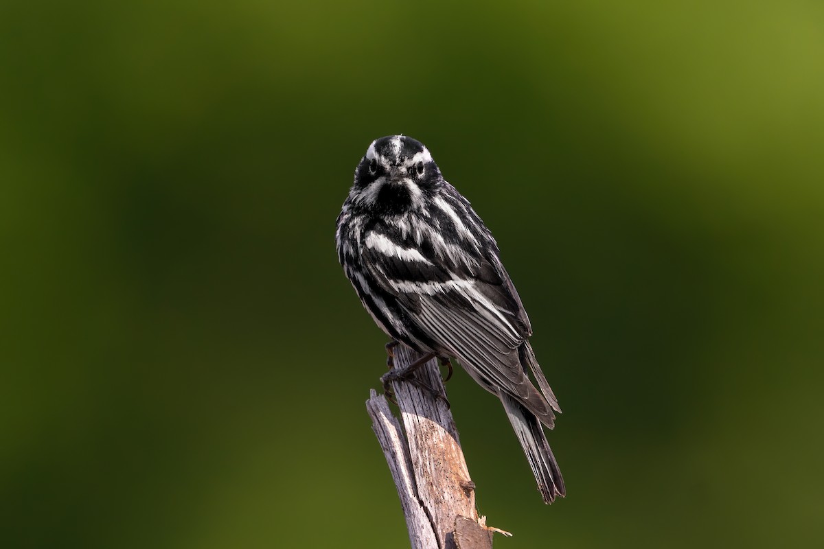 Black-and-white Warbler - ML589048401
