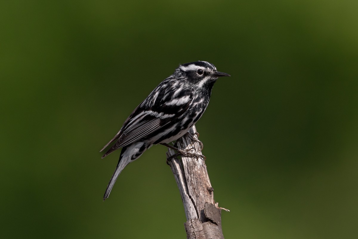 Black-and-white Warbler - ML589048411