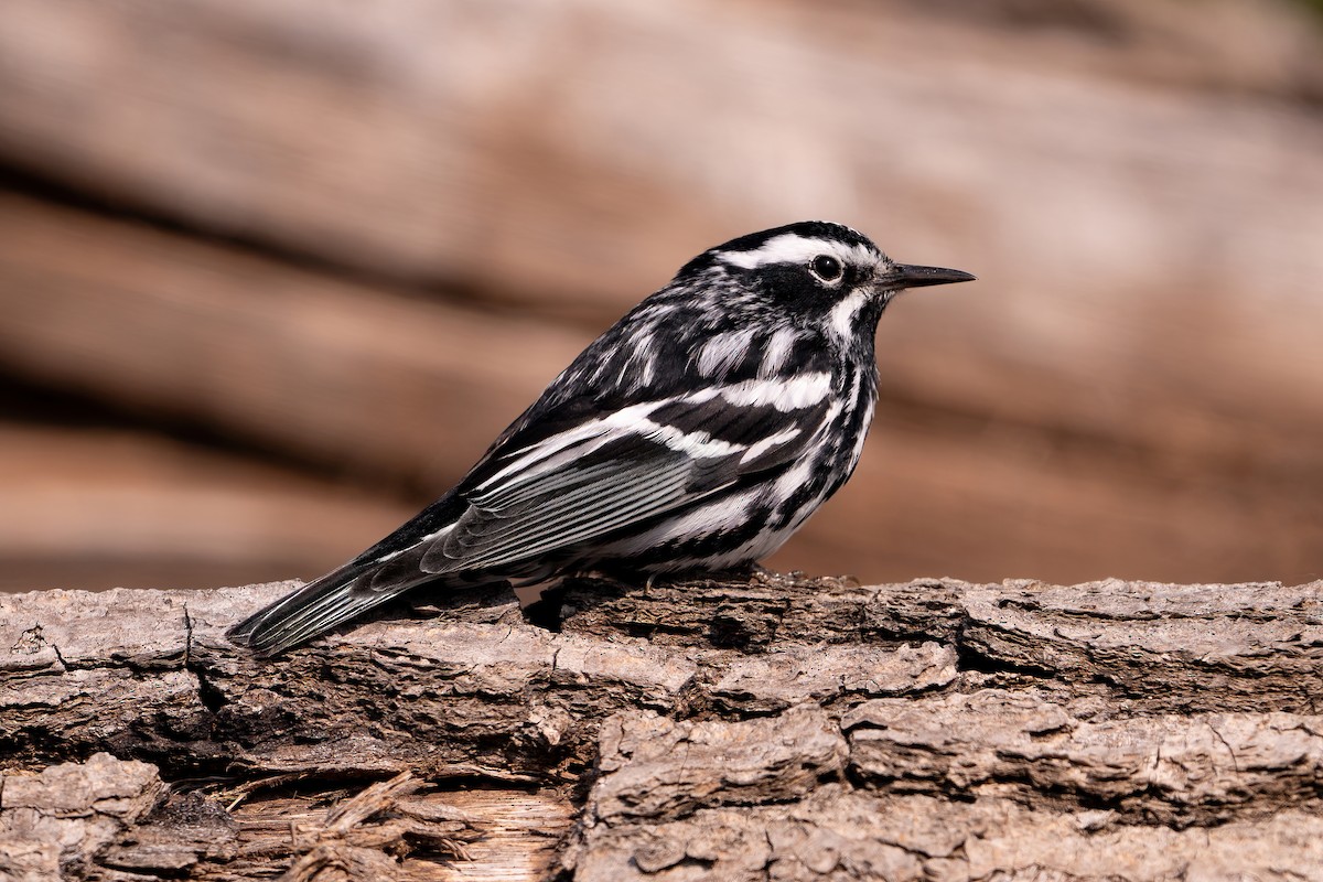 Black-and-white Warbler - ML589048431