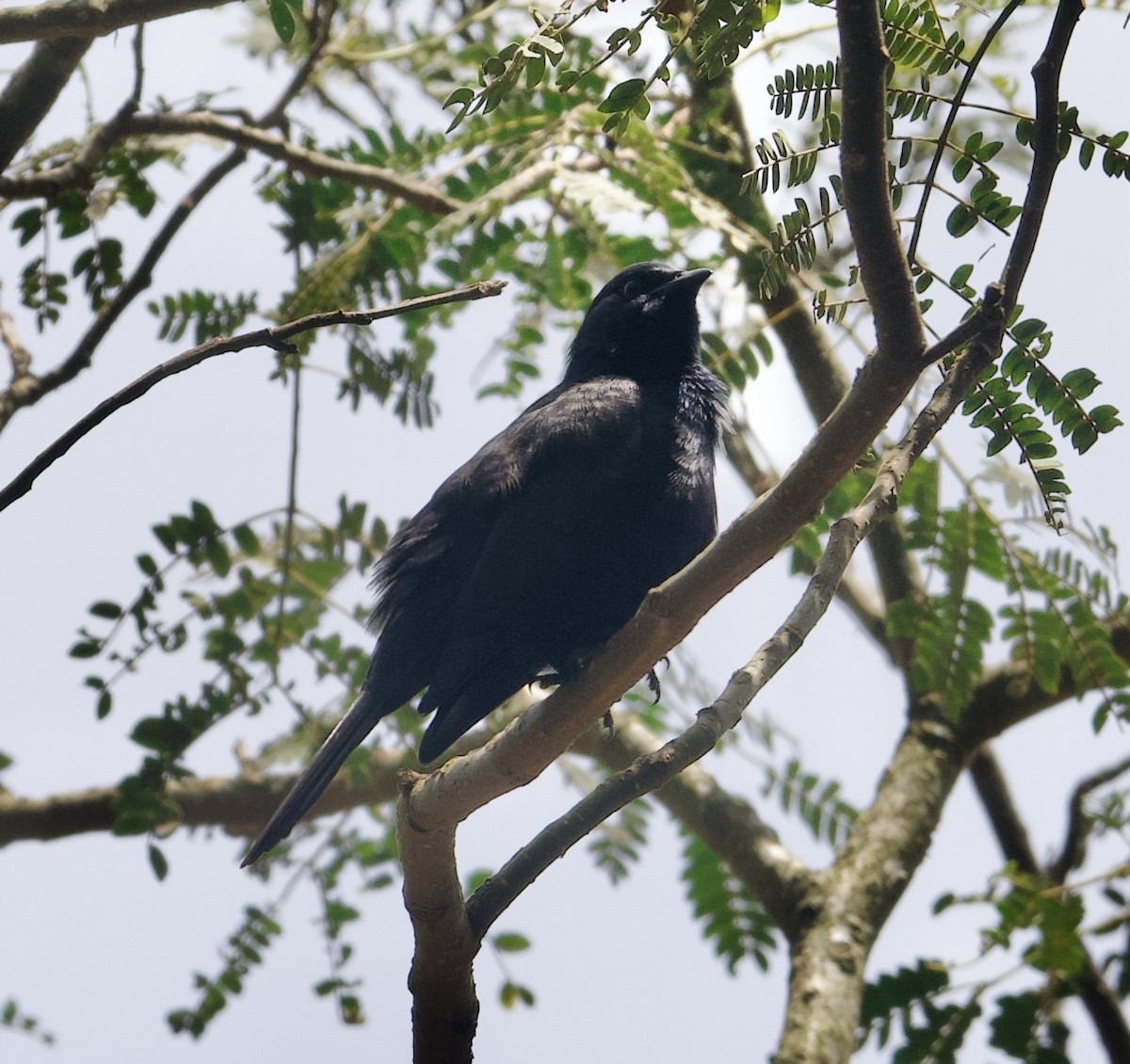 Petit's Cuckooshrike - ML589048551