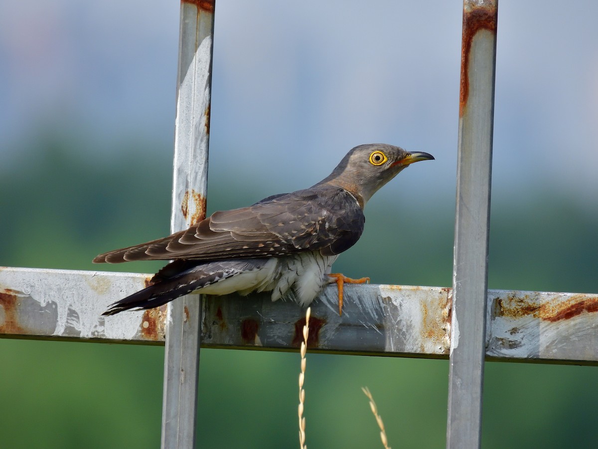 Common Cuckoo - ML589049041