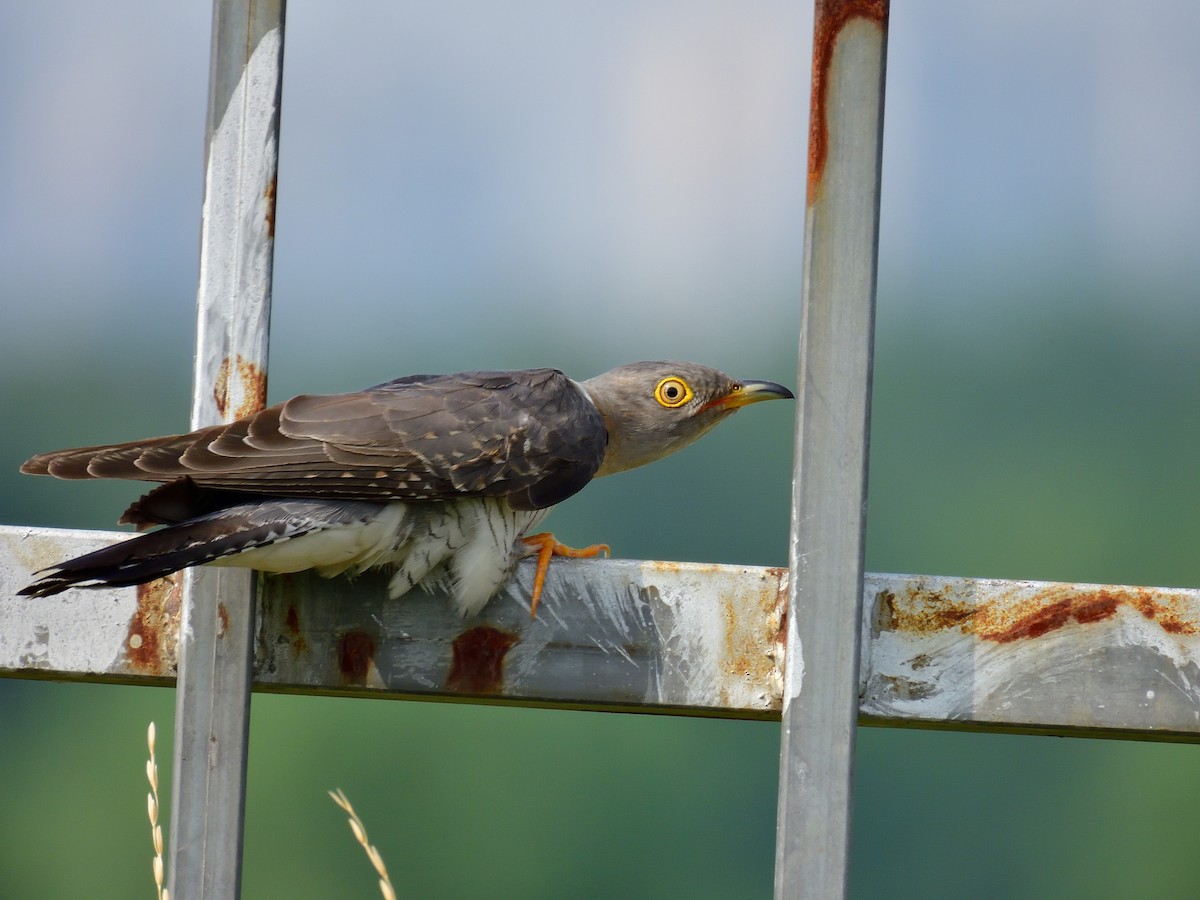 Common Cuckoo - ML589049051