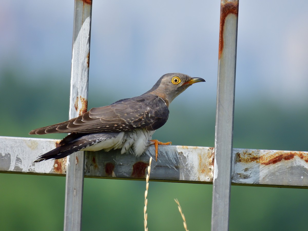 Common Cuckoo - ML589049061
