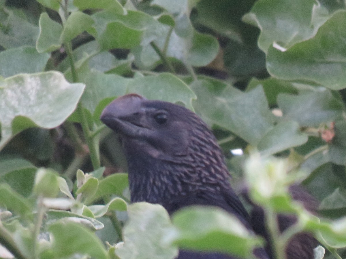 Smooth-billed Ani - ML589049341