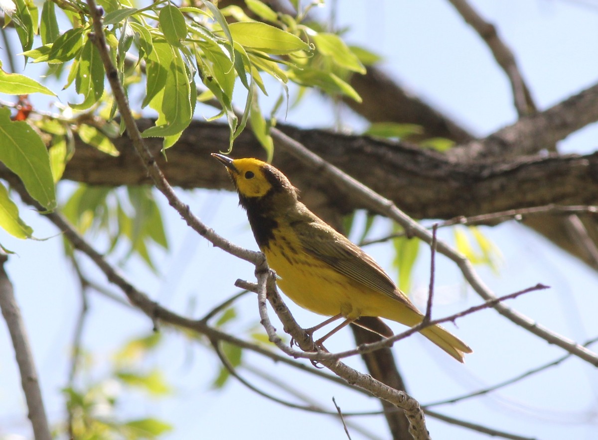 Hooded x Northern Yellow Warbler (hybrid) - Aaron Shipe