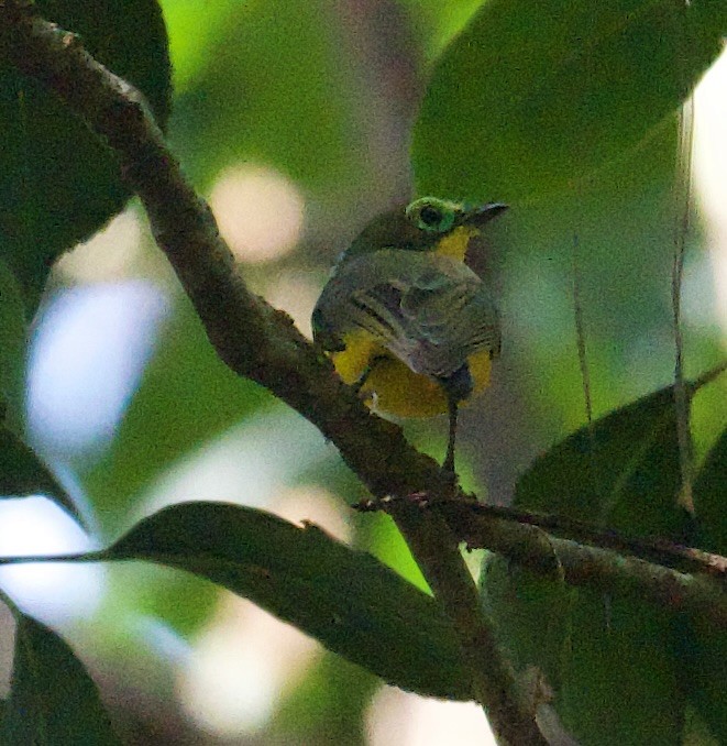 Yellow-bellied Wattle-eye - ML589049491