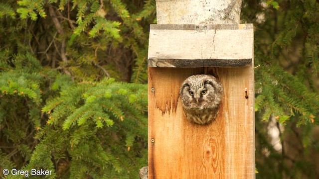 Boreal Owl - ML589049811