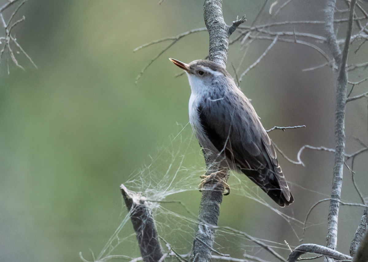 Varied Sittella - ML589050321