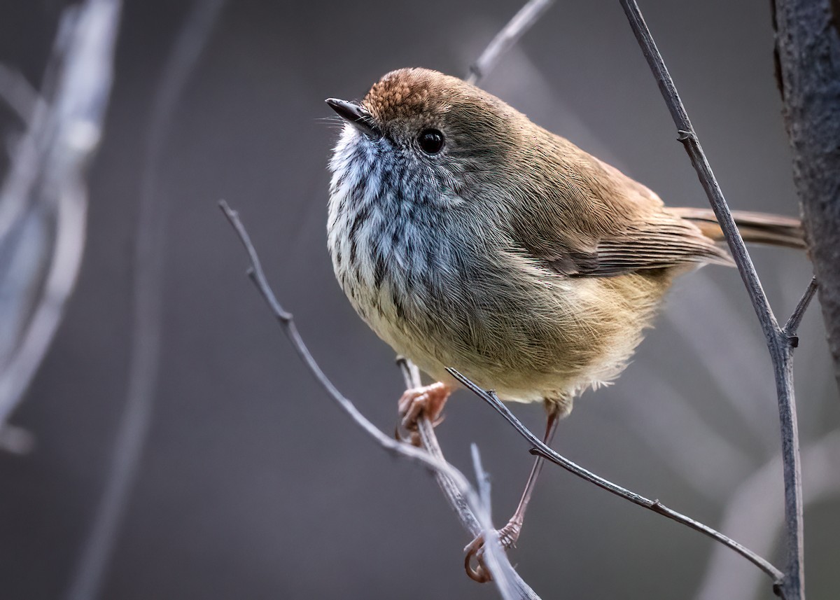 Brown Thornbill - ML589050401